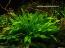 Amazon Sword Plant